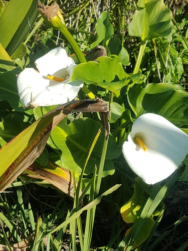 Calla — Bild 5