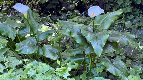 Calla — Bild 3