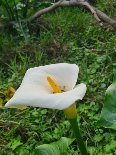 Calla — Bild 4