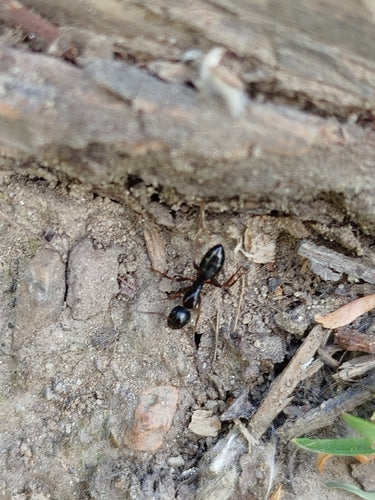 Fallax Camponotusa — Bild 2