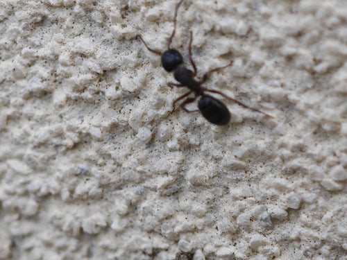 Fallax Camponotusa — Bild 5