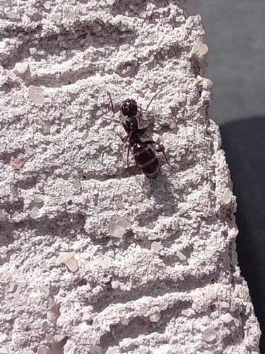 Fallax Camponotusa — Bild 3