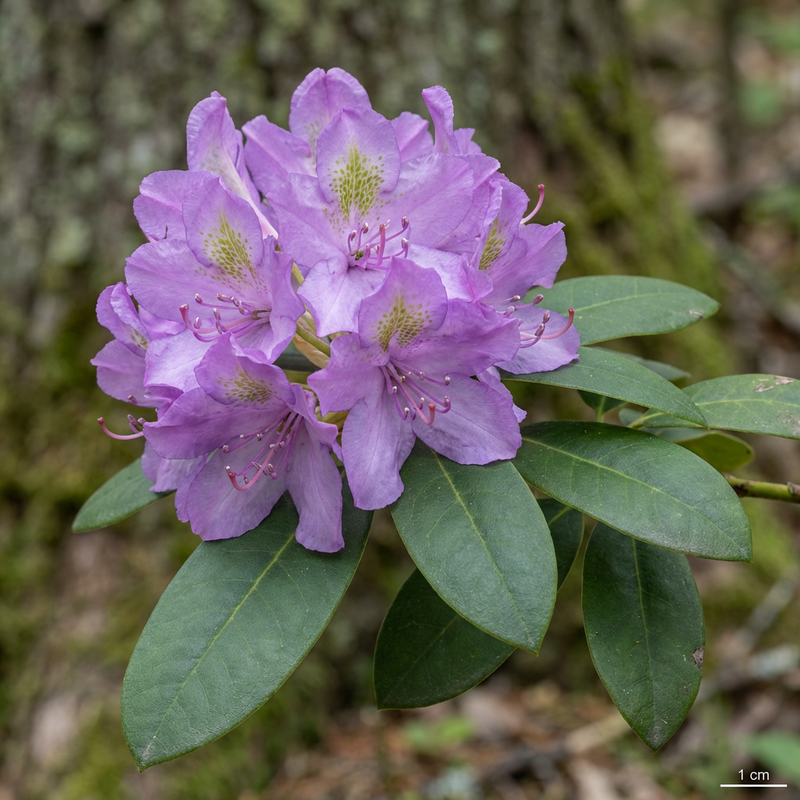 Rododendron Catawba