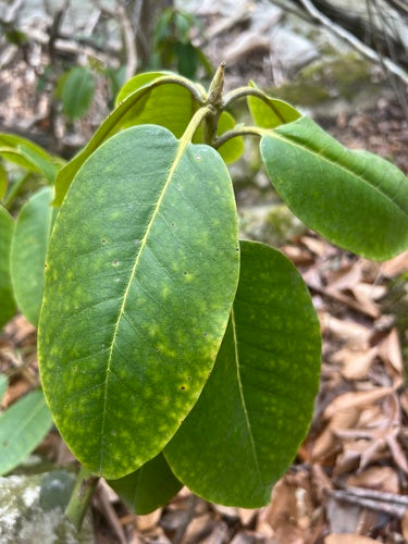 Rododendron Catawba — Bild 2