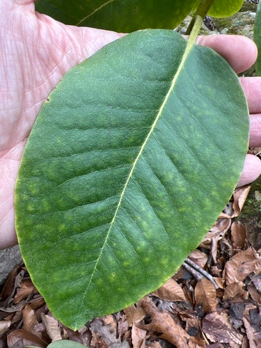Rododendron Catawba — zdjęcie 2 z 9