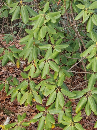 Rododendron Catawba — Bild 4