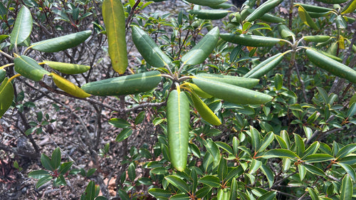 Rododendron Catawba — Bild 3