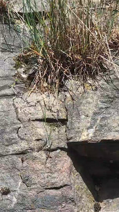 Jaszczurka ścienna – Bingen am Rhein, Nadrenia-Palatynat