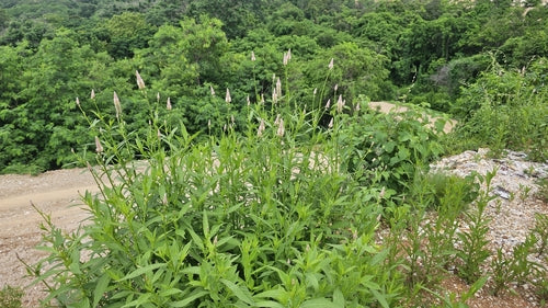Celozja — Bild 5