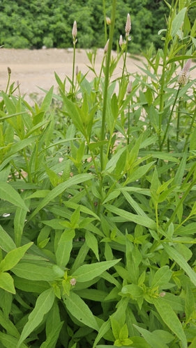 Celozja — Bild 4