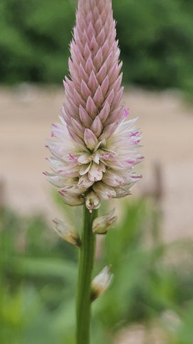 Celozja — Bild 2