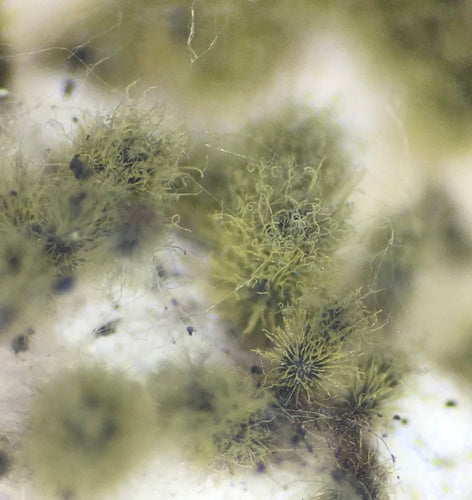Chaetomium — Bild 1