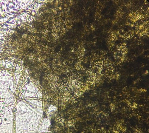 Chaetomium kuliste — Bild 3
