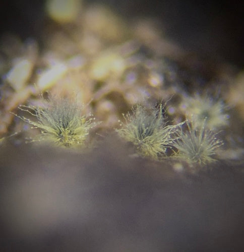 Chaetomium kuliste — Bild 2