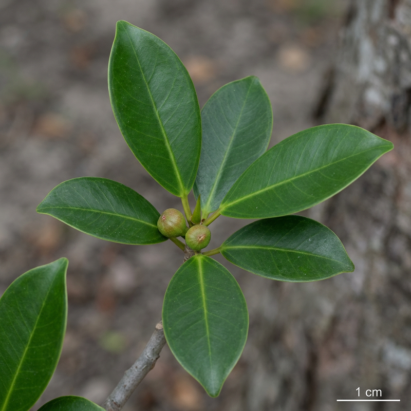 Chińska fig