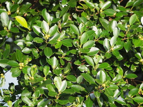 Chińska fig — Bild 4
