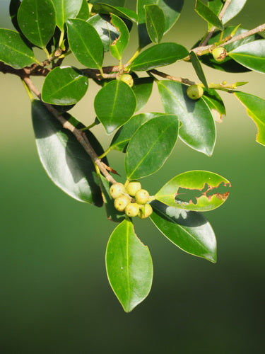 Chińska fig — Bild 3