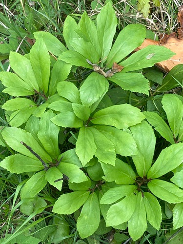 Świąteczna róża — Bild 4