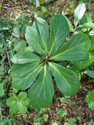 Świąteczna róża — Bild 5
