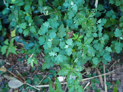 Chryzantemy — Bild 2