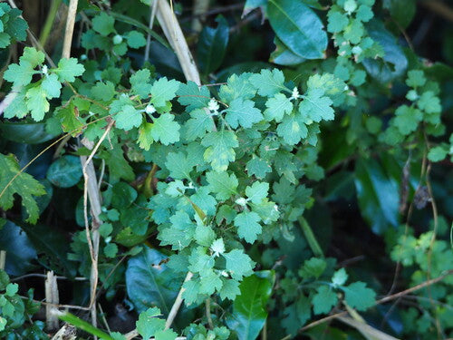 Chryzantemy — Bild 3