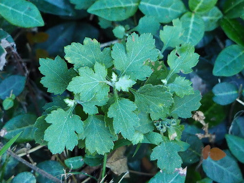 Chryzantemy — Bild 4