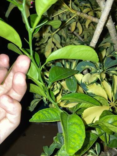 Limonia Cytrusowa — Bild 3