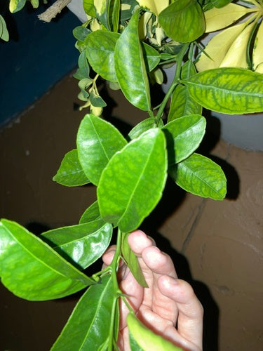 Limonia Cytrusowa — Bild 4