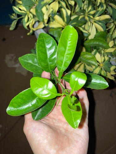 Limonia Cytrusowa — Bild 5