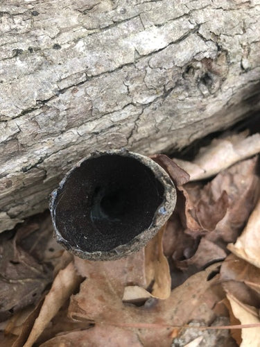 Cladosporium — Bild 3