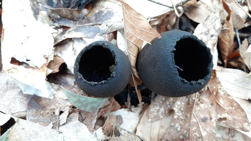 Cladosporium — Bild 6