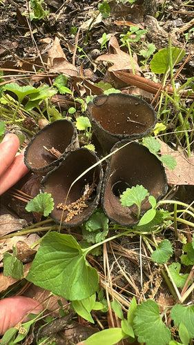 Cladosporium — Bild 3