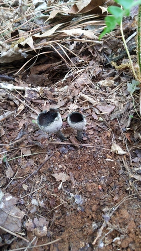 Cladosporium — Bild 2