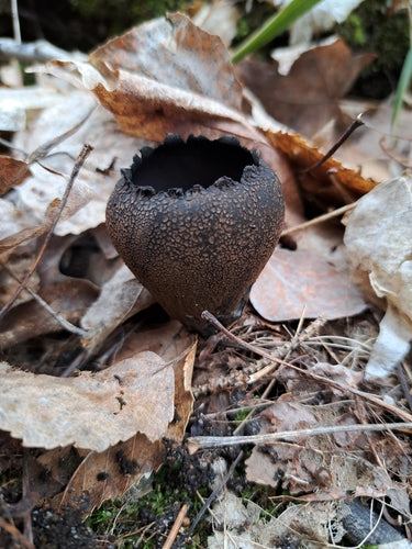 Cladosporium — Bild 4