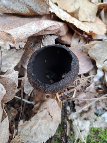 Cladosporium — Bild 5