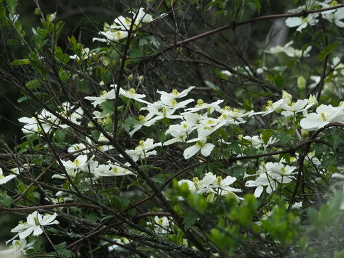 Clematis - Bild 8