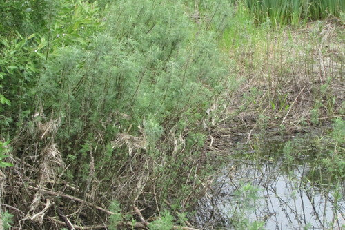 Ziele coli — Bild 3