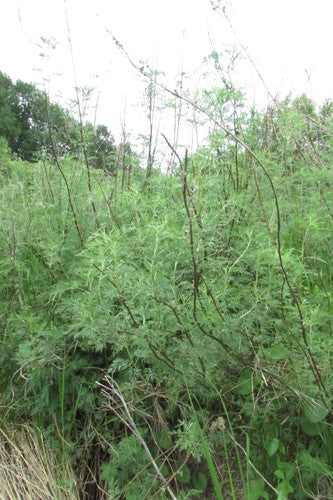 Ziele coli — Bild 4