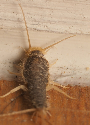 Ctenolepisma longicaudata — Bild 2