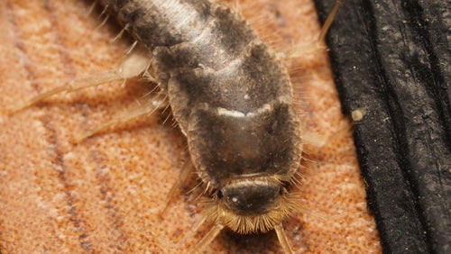 Ctenolepisma longicaudata — Bild 4