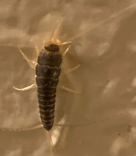 Ctenolepisma longicaudata — Bild 2