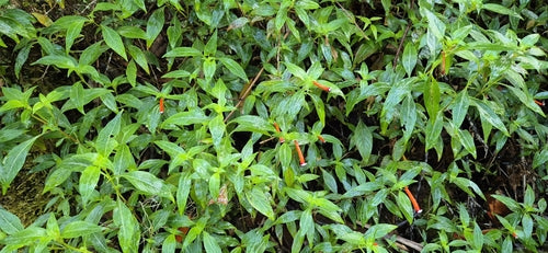Cuphea — Bild 2