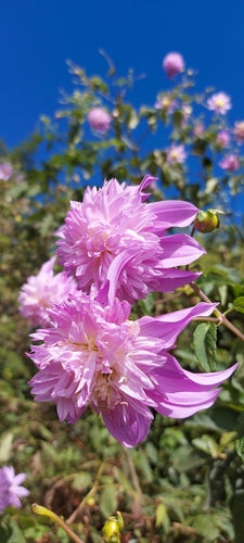 Dalie — Bild 4