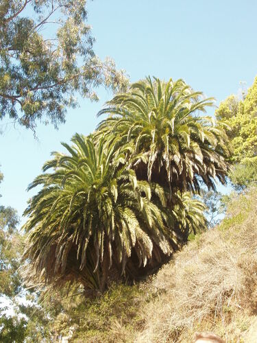 Palma daktylowa — Bild 4