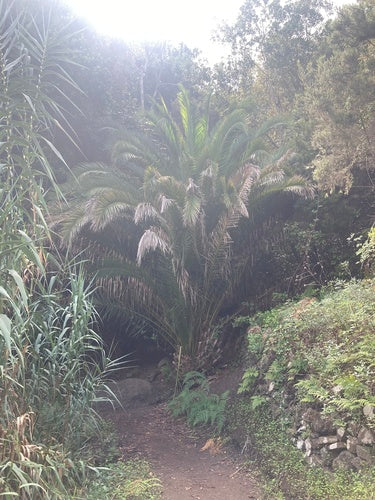 Palma daktylowa — Bild 5