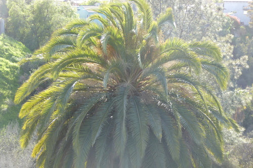 Palma daktylowa — Bild 3