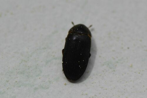 Dermestes Bicolor — Bild 1