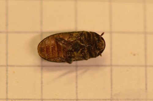Dermestes Bicolor — Bild 2