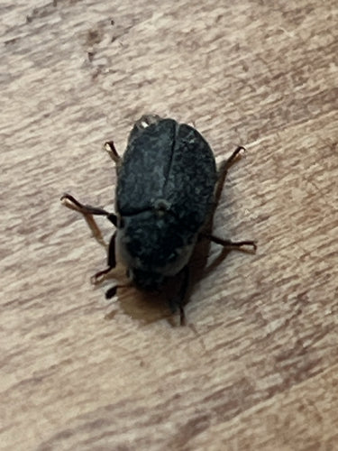 Dermestesa Frischiego — Bild 5