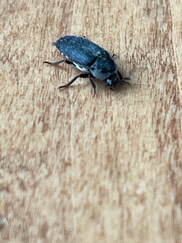 Dermestesa Frischiego — Bild 3